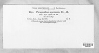 Phragmidium speciosum image